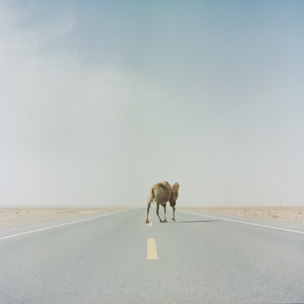 https://www.zhangboyuan.net/files/gimgs/1_boyuanzhang092018-a-camel-crossing-the-highway-of-taklimakan-.jpg